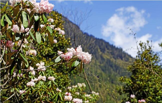 五月的春季已去，遥远的西方，色季拉山山上的杜鹃花正盛开，等你来-1