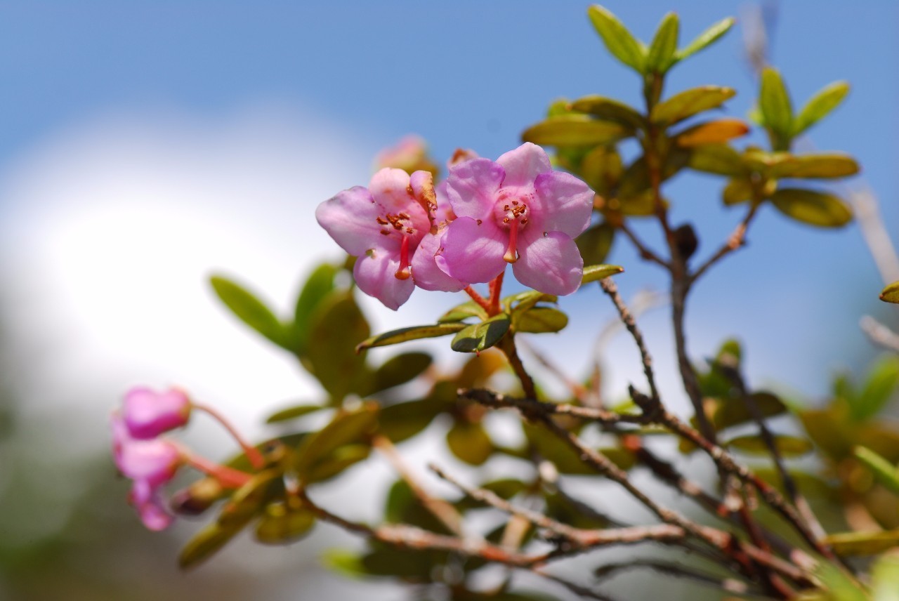 五月的春季已去，遥远的西方，色季拉山山上的杜鹃花正盛开，等你来-14