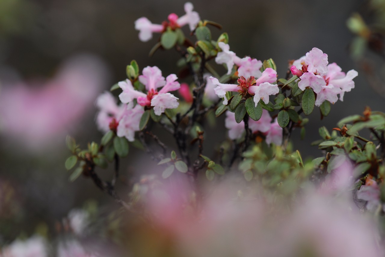 五月的春季已去，遥远的西方，色季拉山山上的杜鹃花正盛开，等你来-13