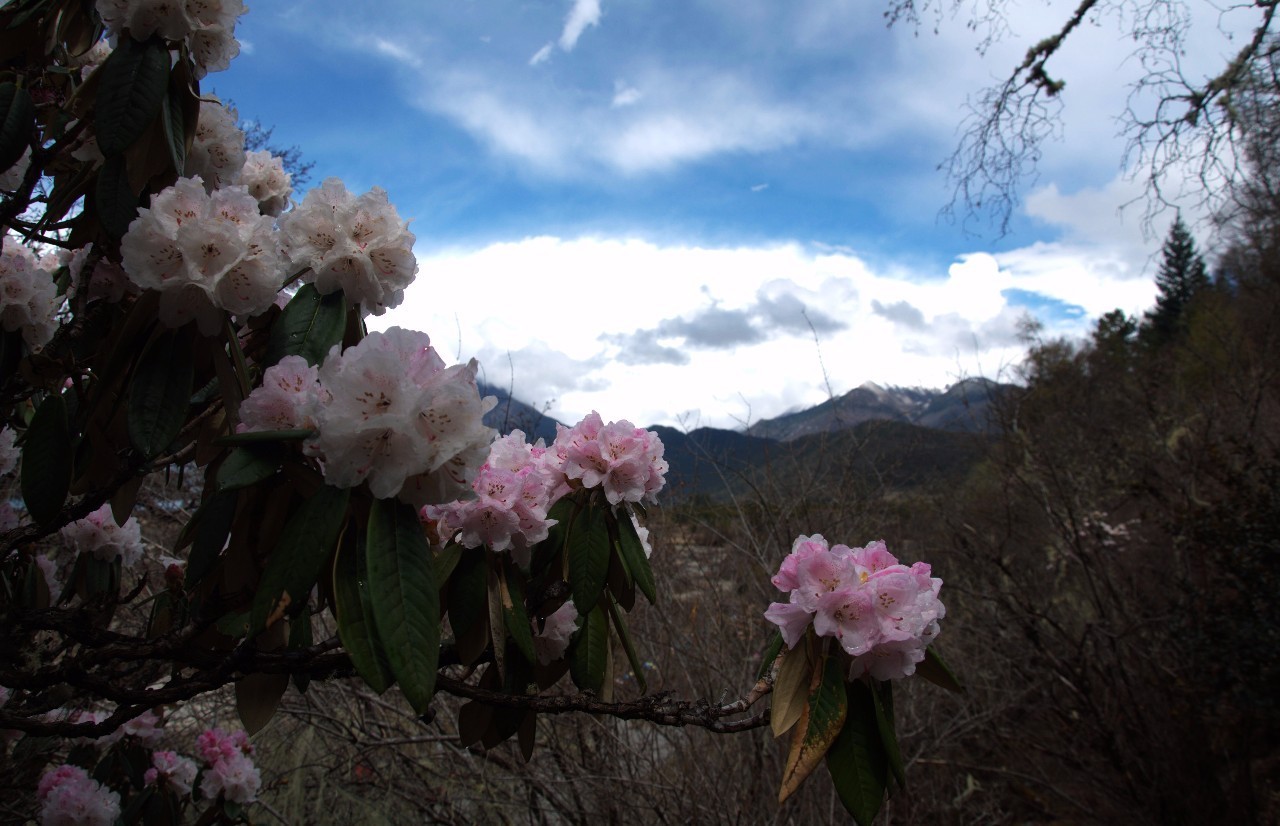 五月的春季已去，遥远的西方，色季拉山山上的杜鹃花正盛开，等你来-22