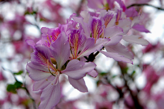 春天的紫荆花-1