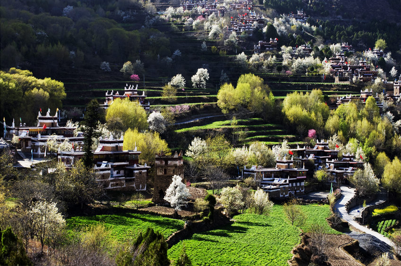 藏区最美的春天——丹巴梨花-3